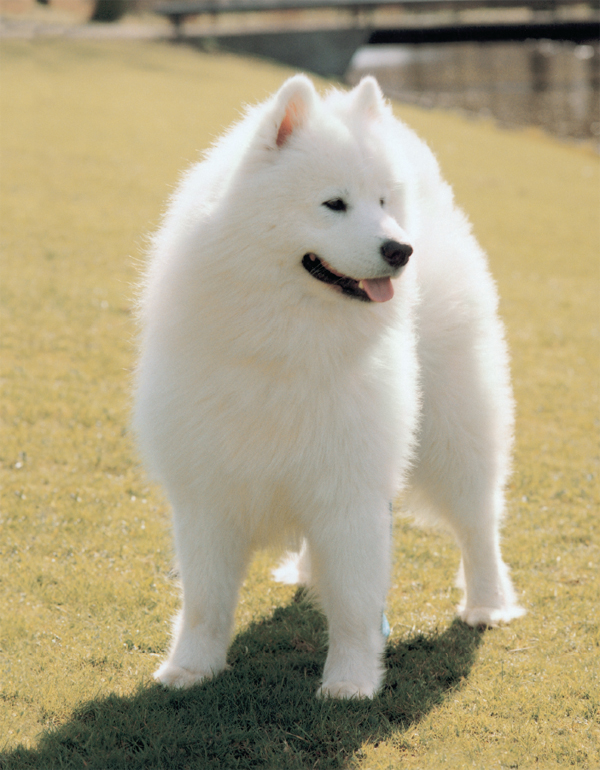 The Samoyed descended from the rugged northern wolf Canis lupus to become the - photo 12