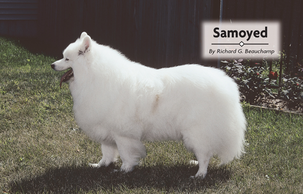 Contents From the tundras of northern Europe the Samoyed was originally - photo 2