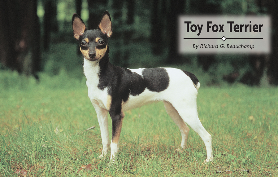 Toy Fox Terrier - image 2