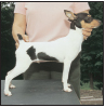 Toy Fox Terrier - image 5