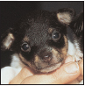 Toy Fox Terrier - image 6