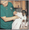 Toy Fox Terrier - image 7