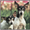 Toy Fox Terrier - image 3