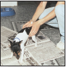 Toy Fox Terrier - image 8