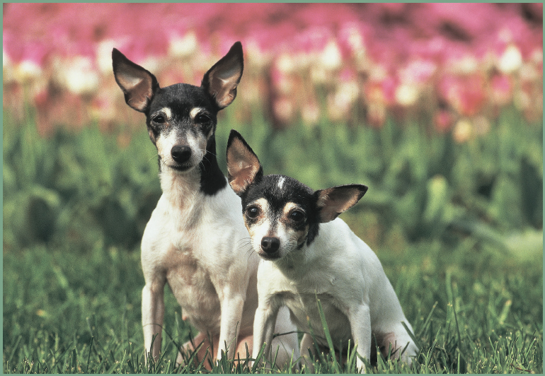 Considered to be an American breed through and through the Toy Fox Terrier - photo 12
