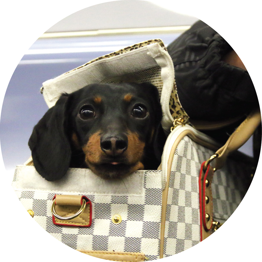 Mum and Dad took me onto the subway for my first time where dogs are allowed - photo 17