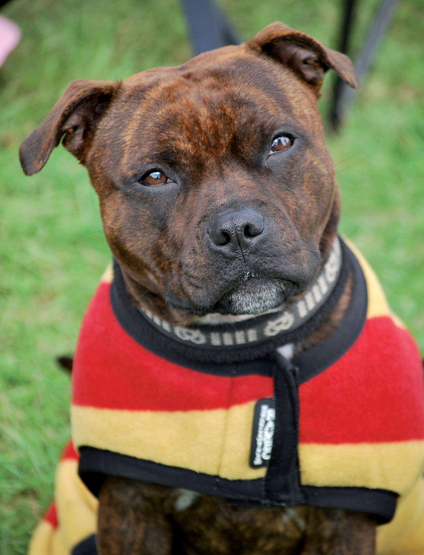 A PRACTICAL GUIDE FOR OWNERS AND BREEDERS STAFFORDSHIRE BULL TERRIERS JAMES - photo 2