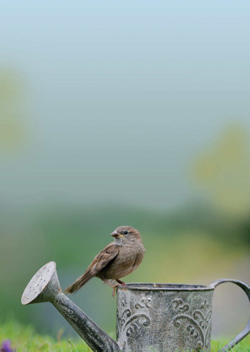 Meet the Sparrows A torrent of chirping chatter issuing from a dense hedge is - photo 4