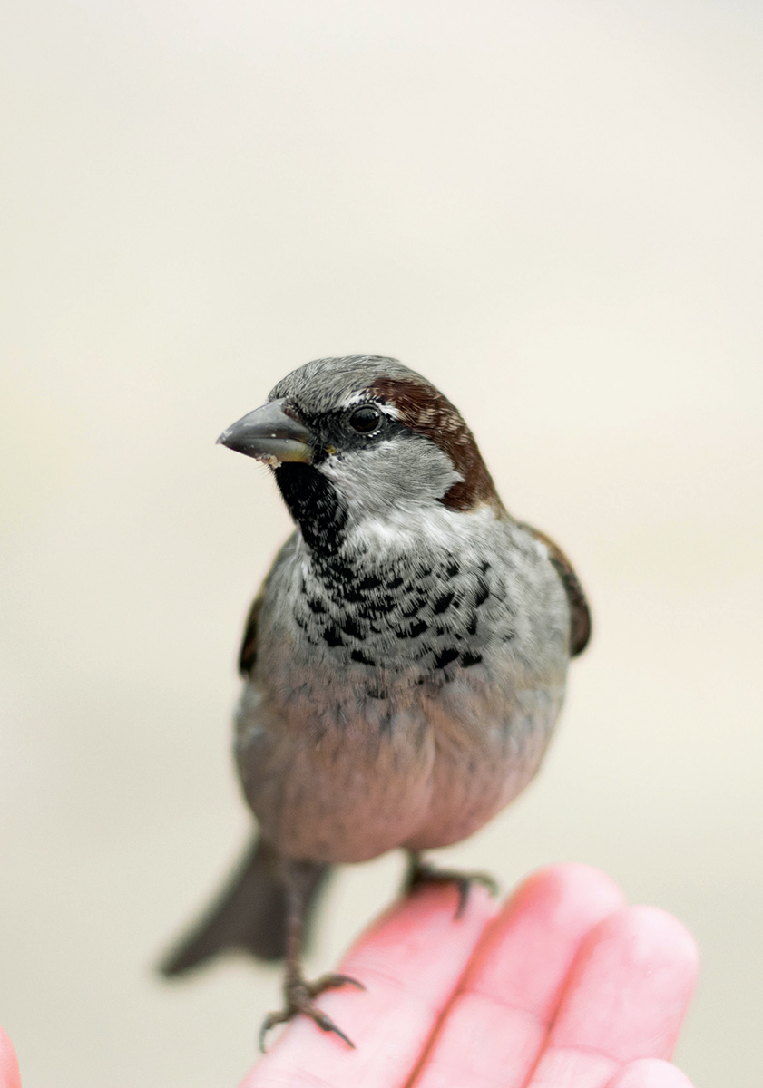 House Sparrows are closely associated with people and in some places are - photo 5
