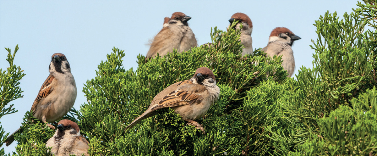 Tree Sparrows are smart-looking sociable birds with all members of a flock - photo 6