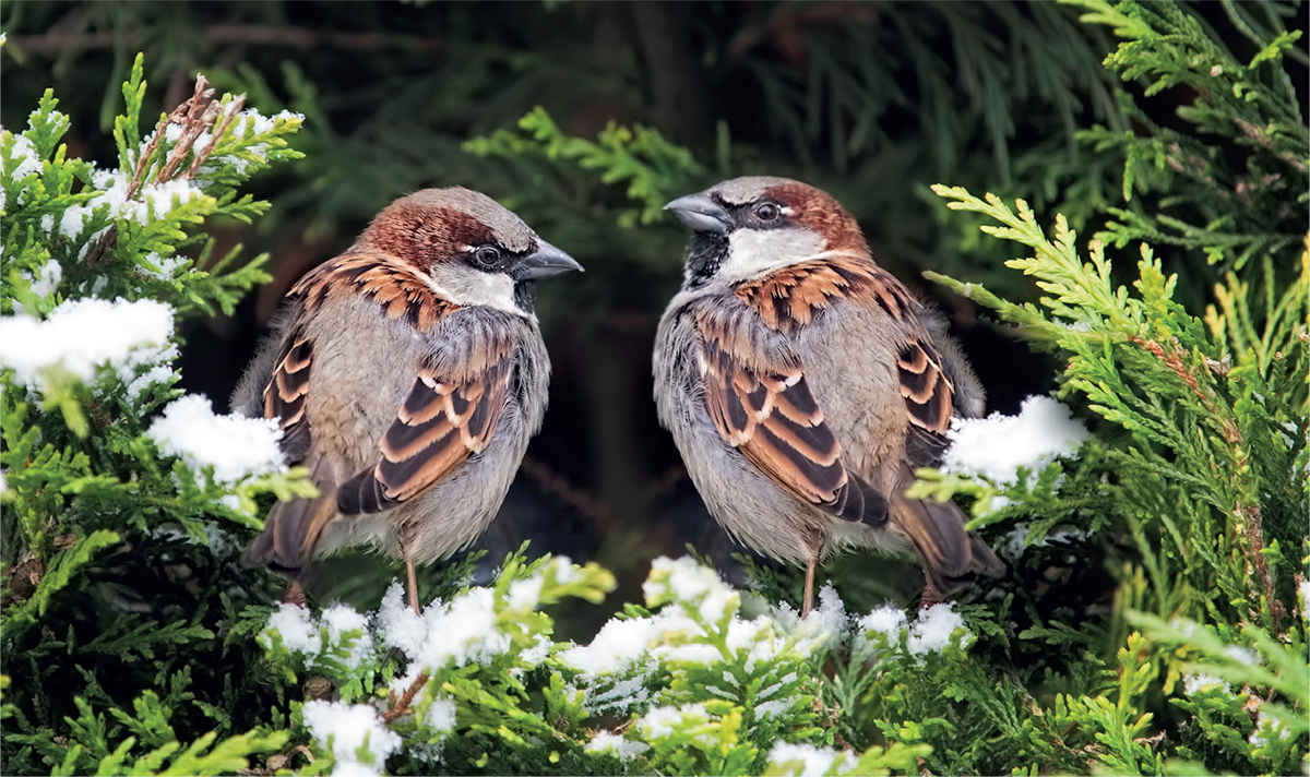 Seen clearly House Sparrows are far more splendid than the rather dismissive - photo 7