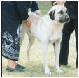 Learn the requirements of a well-bred Anatolian Shepherd Dog by studying the - photo 5