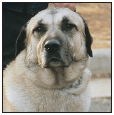 Consider the care of your senior Anatolian Shepherd Dog including the proper - photo 10