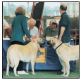 Experience the dog show world in the conformation ring and beyond Learn about - photo 11