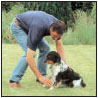 Brittany a Comprehensive Guide to Owning and Caring for Your Dog - image 7