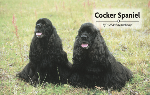 Physical Characteristics of the Cocker Spaniel from the American Kennel Club - photo 1