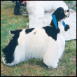 Learn the requirements of a well-bred Cocker Spaniel by studying the - photo 5