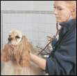 Discover how to select a qualified vet and care for your dog at all stages of - photo 9