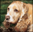 Consider the care of your senior Cocker Spaniel including the proper diet for - photo 10