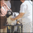 Enter the world of showing dogs Learn about the American Kennel Club the - photo 11