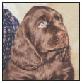 Find out about how to locate a well-bred Sussex Spaniel puppy Discover which - photo 5