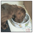 Cover the specifics of taking care of your Sussex Spaniel every day feeding - photo 6