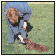 Begin with the basics of training the puppy and adult dog Learn the principles - photo 7