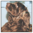 Know when to consider your Sussex Spaniel a senior and what special needs he - photo 9