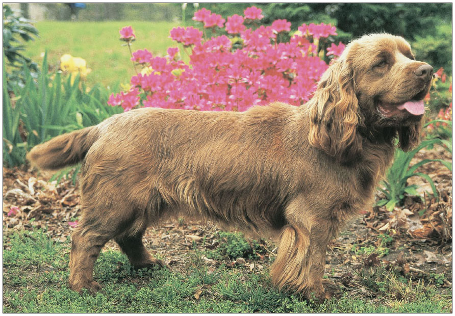 The Sussex Spaniel is one of the most rare of the sporting spaniels It - photo 12