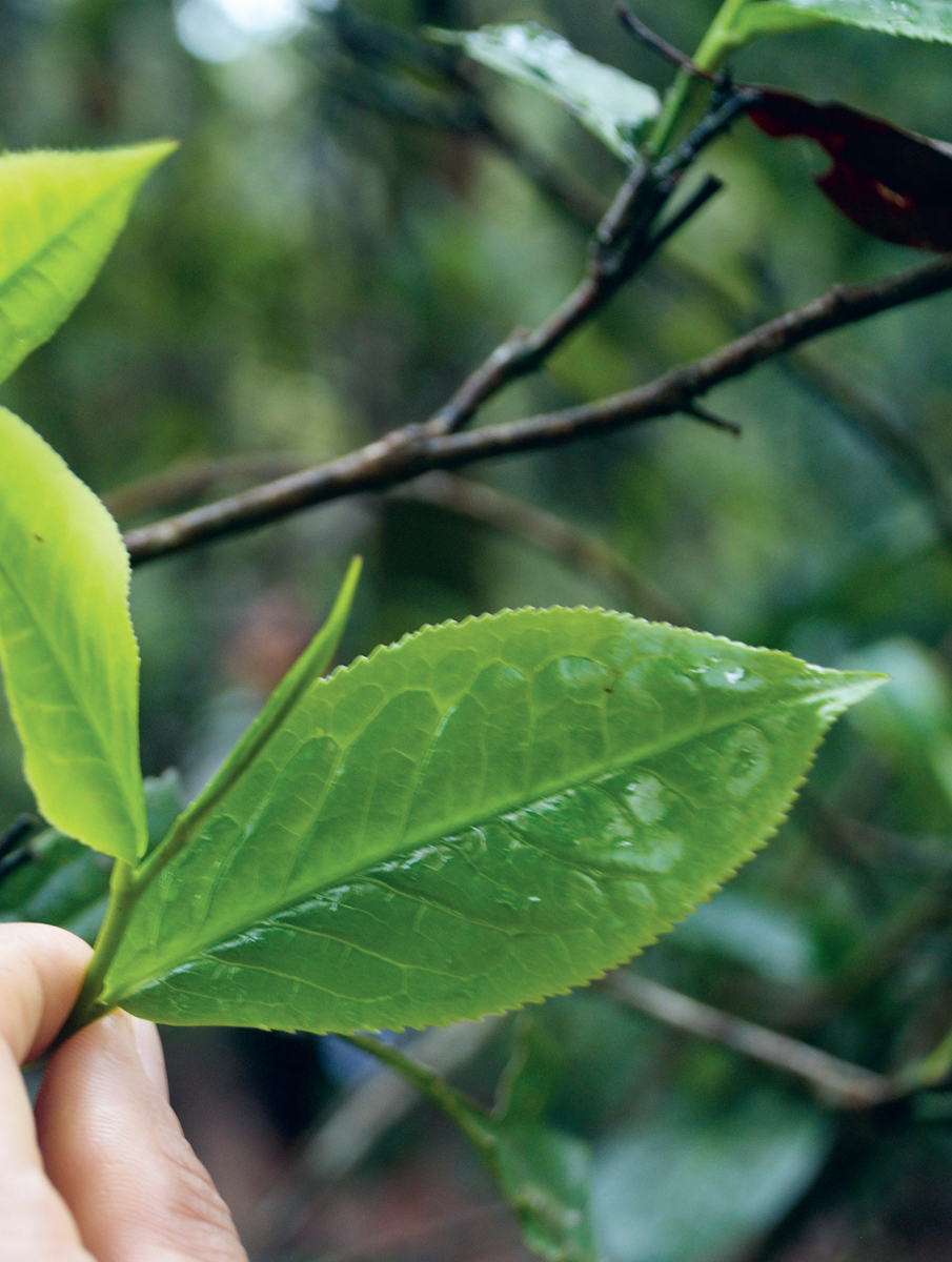 A little on the six types of tea To understand what ultimately ends up in - photo 11