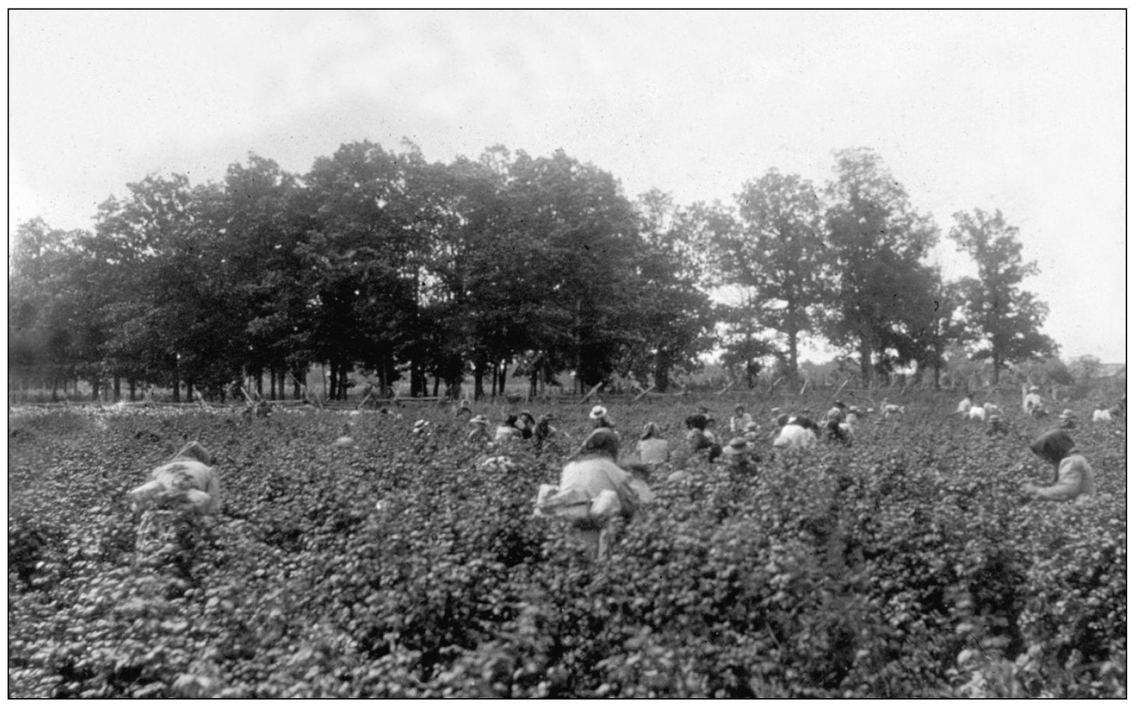 THE HALL FRUIT FARM John C Hall was perhaps the wealthiest and most - photo 9