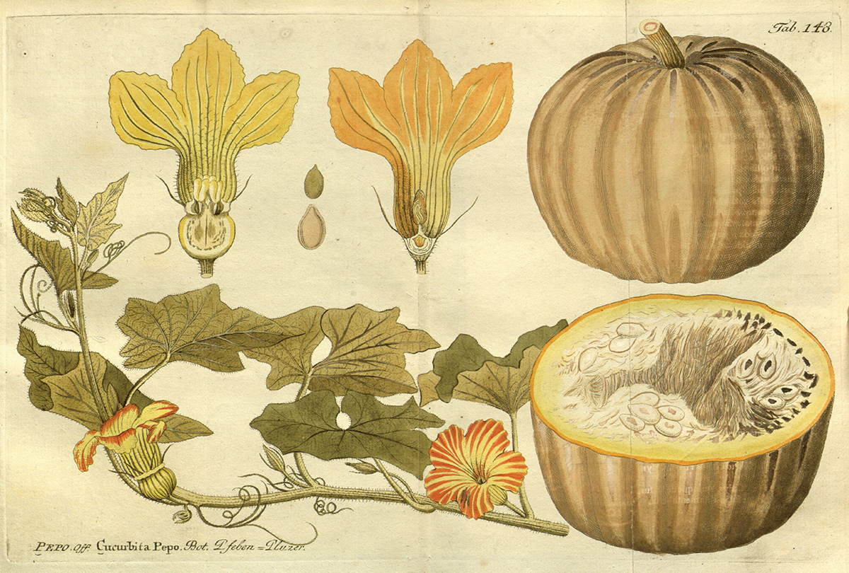 An 1804 illustration showing cross-sections of two kinds of pumpkin flowers on - photo 6