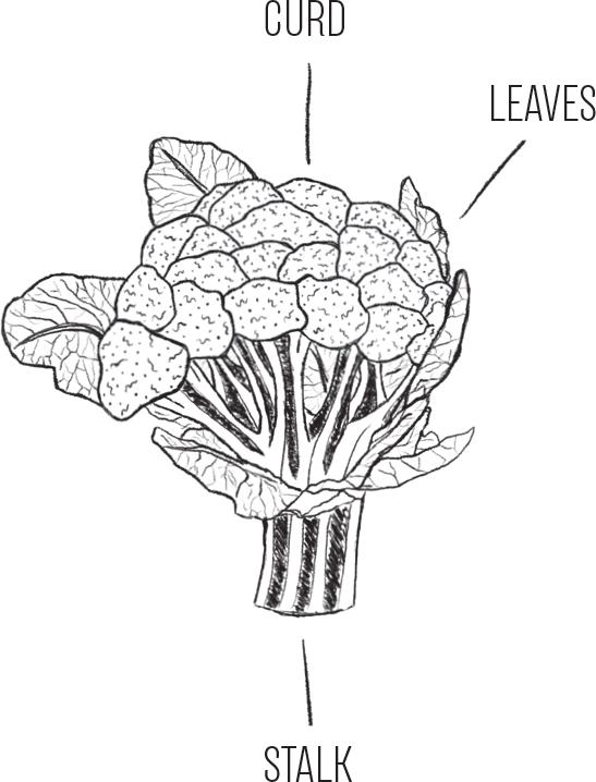 THE ANATOMY OF A CAULIFLOWER VARIATIONS ON A THEME As for varieties there are - photo 4