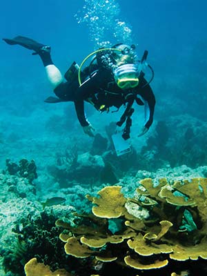 diving along a coral reef a dock at the Seashell Beach Resort in Marathon - photo 9