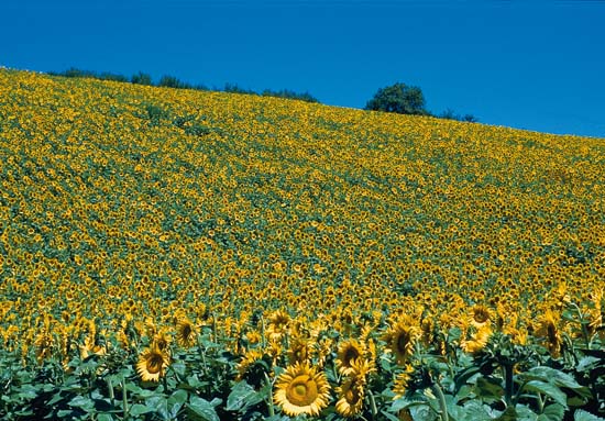 Its a magical place where ponies run wild through fields of sunflowers - photo 4