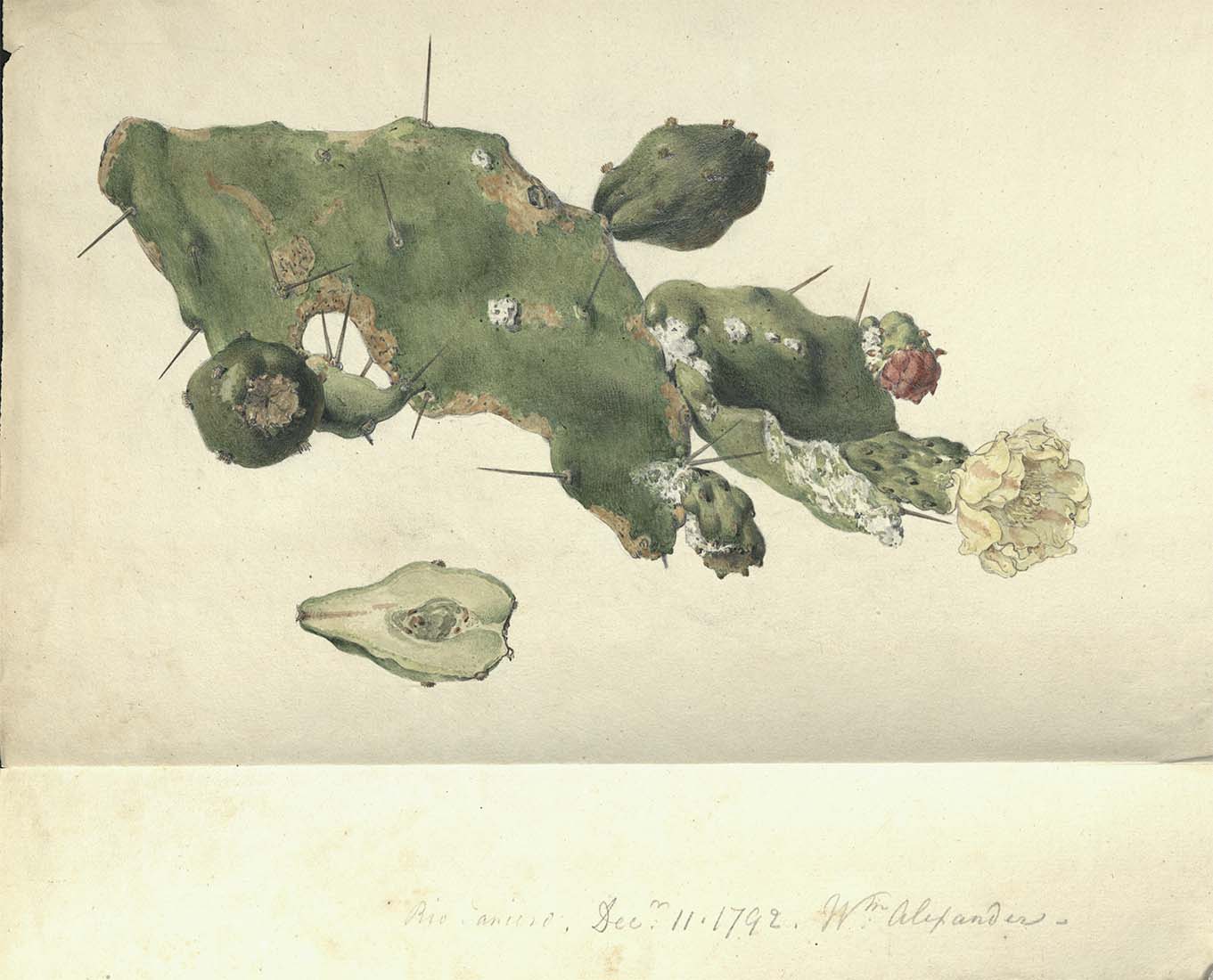 William Alexanders watercolour drawing of an opuntia and cochineal from Rio de - photo 20