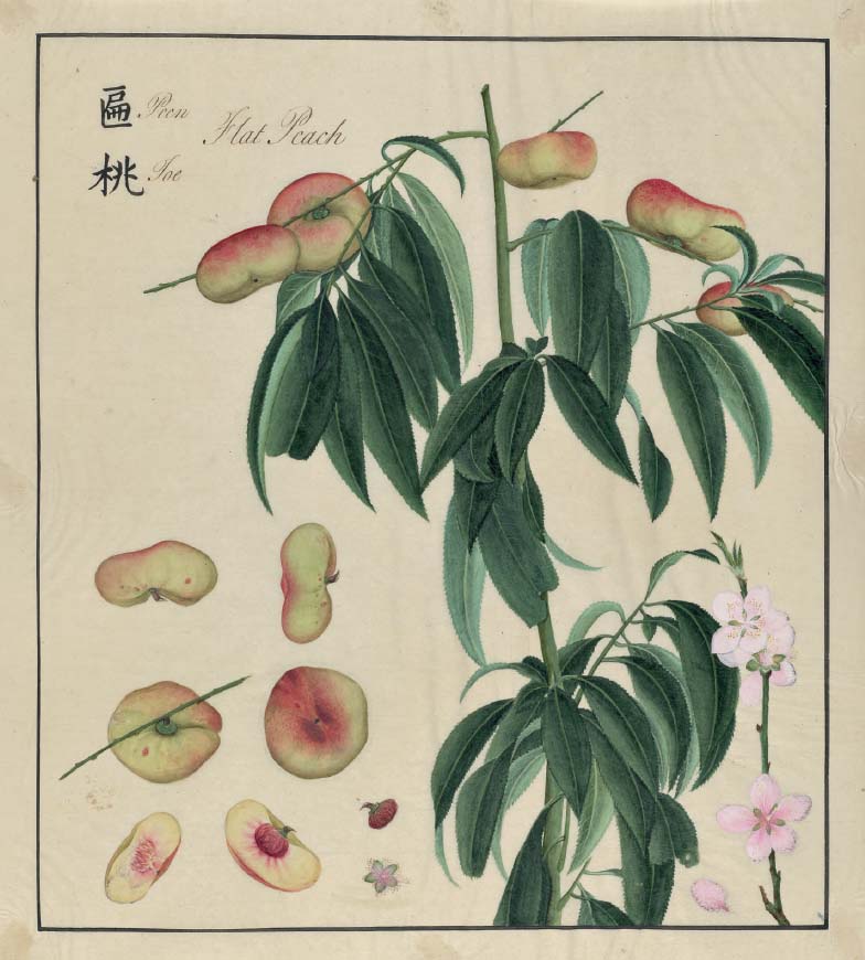 Drawing of a flat peach made in Canton by John Bradby Blake and Mok Sau c1773 - photo 15