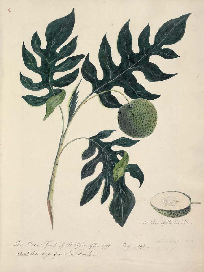 Breadfruit 1792 watercolour by Lieutenant George Tobin White peony by an - photo 21