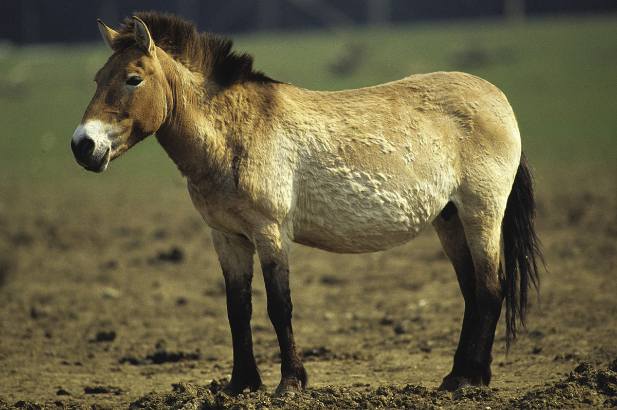 Przewalskis Horse discovered in the 19th century is our closest link with - photo 3