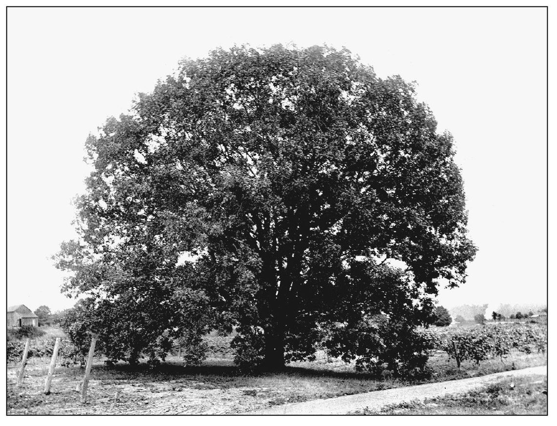 VOORHEES OAK In 1804 Abraham Voorhees settled 200 acres straddling Euclid - photo 2