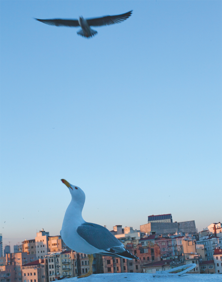 preface Istanbul welcomed me into its vast embrace early one morning Arriving - photo 4