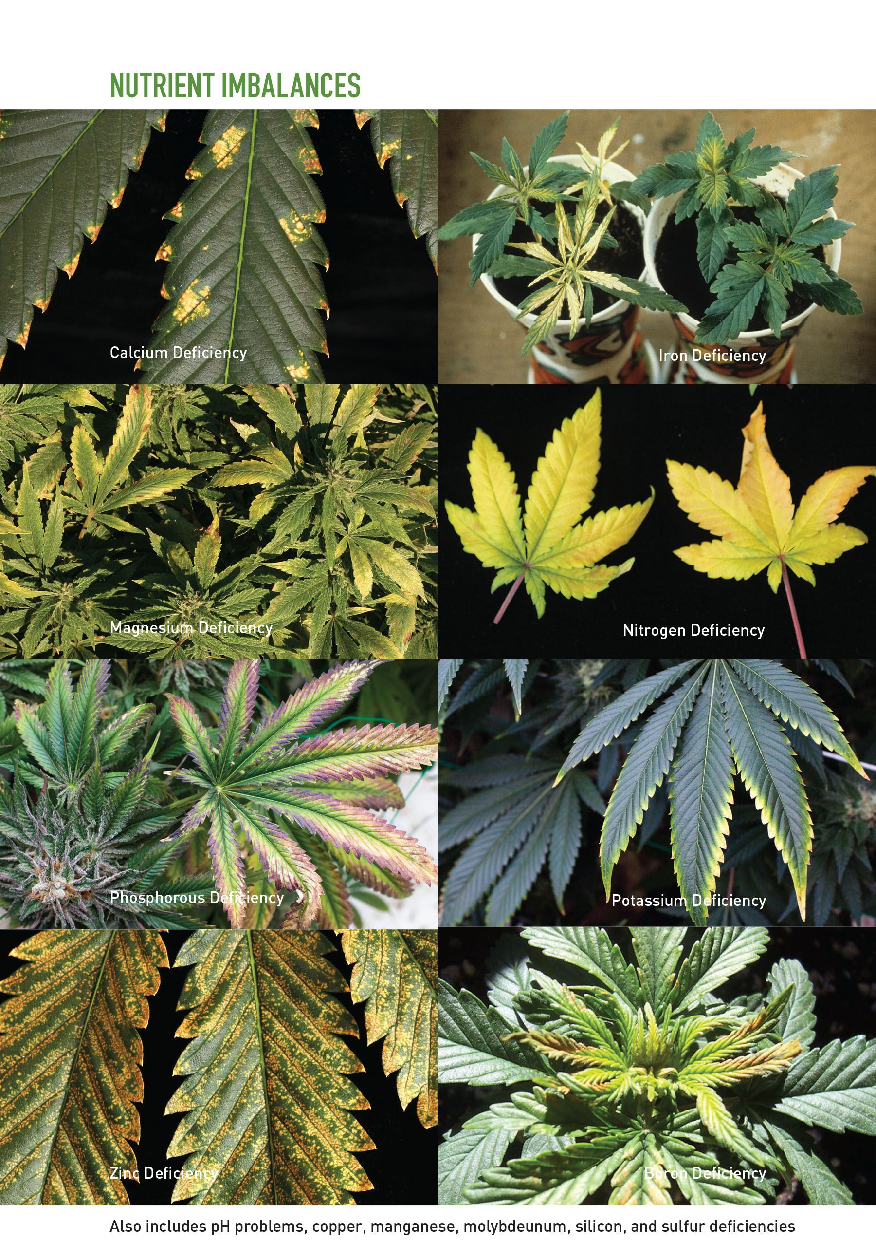 Marijuana Garden Saver A Field Guide to Identifying and Diagnosing Canna - photo 1