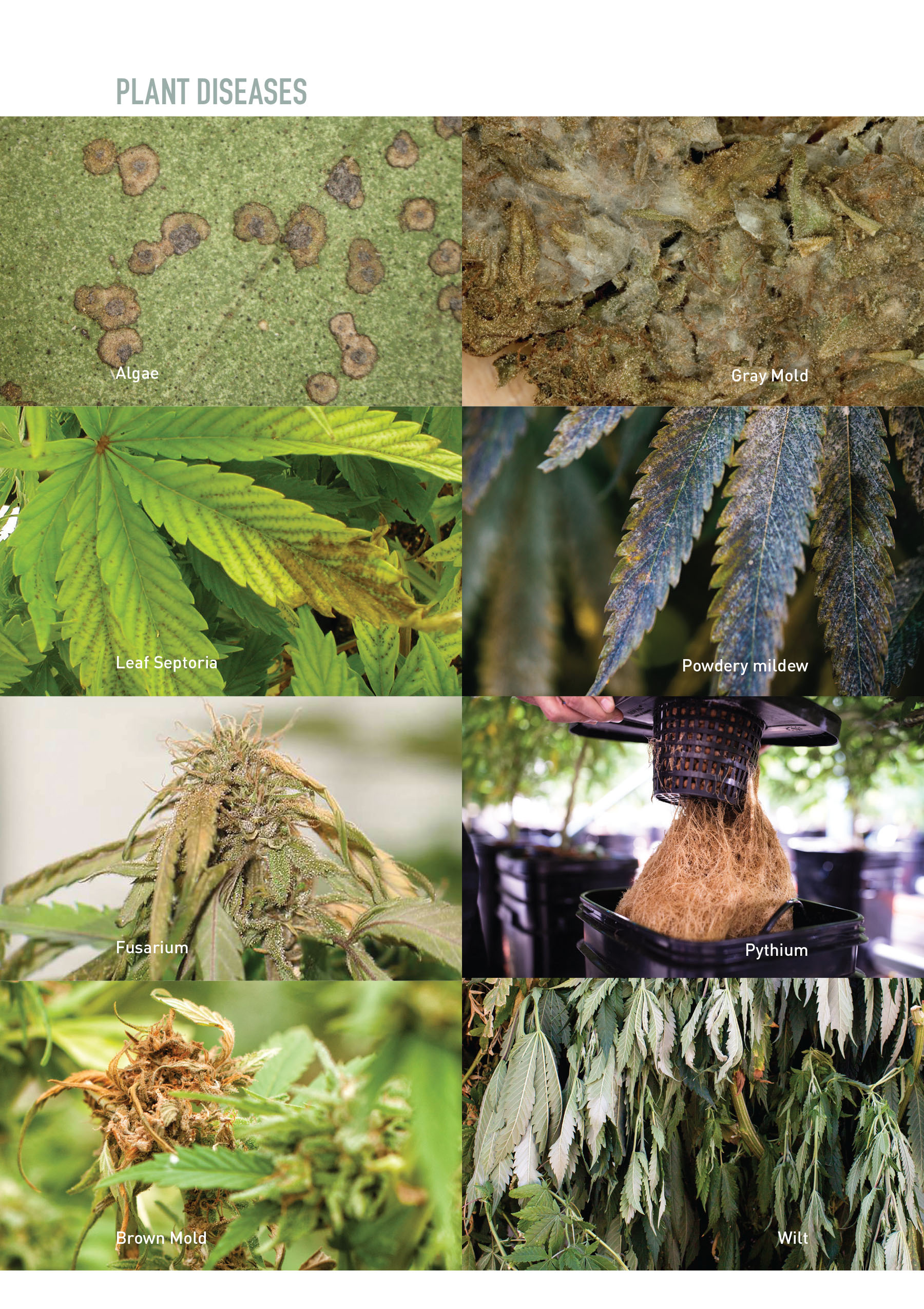 Marijuana Garden Saver A Field Guide to Identifying and Diagnosing Cannabis - photo 3