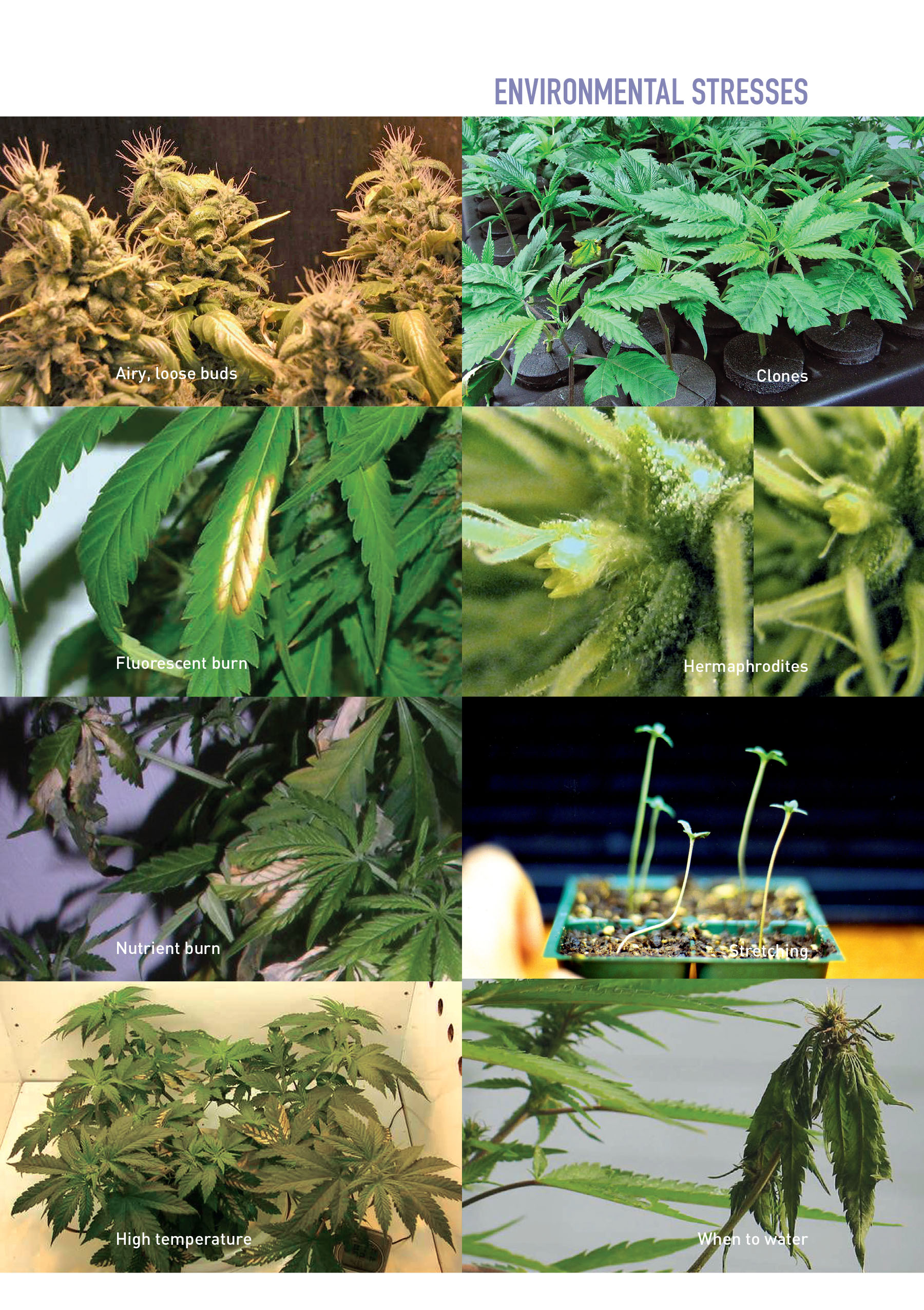 Marijuana Garden Saver A Field Guide to Identifying and Diagnosing Cannabis - photo 4