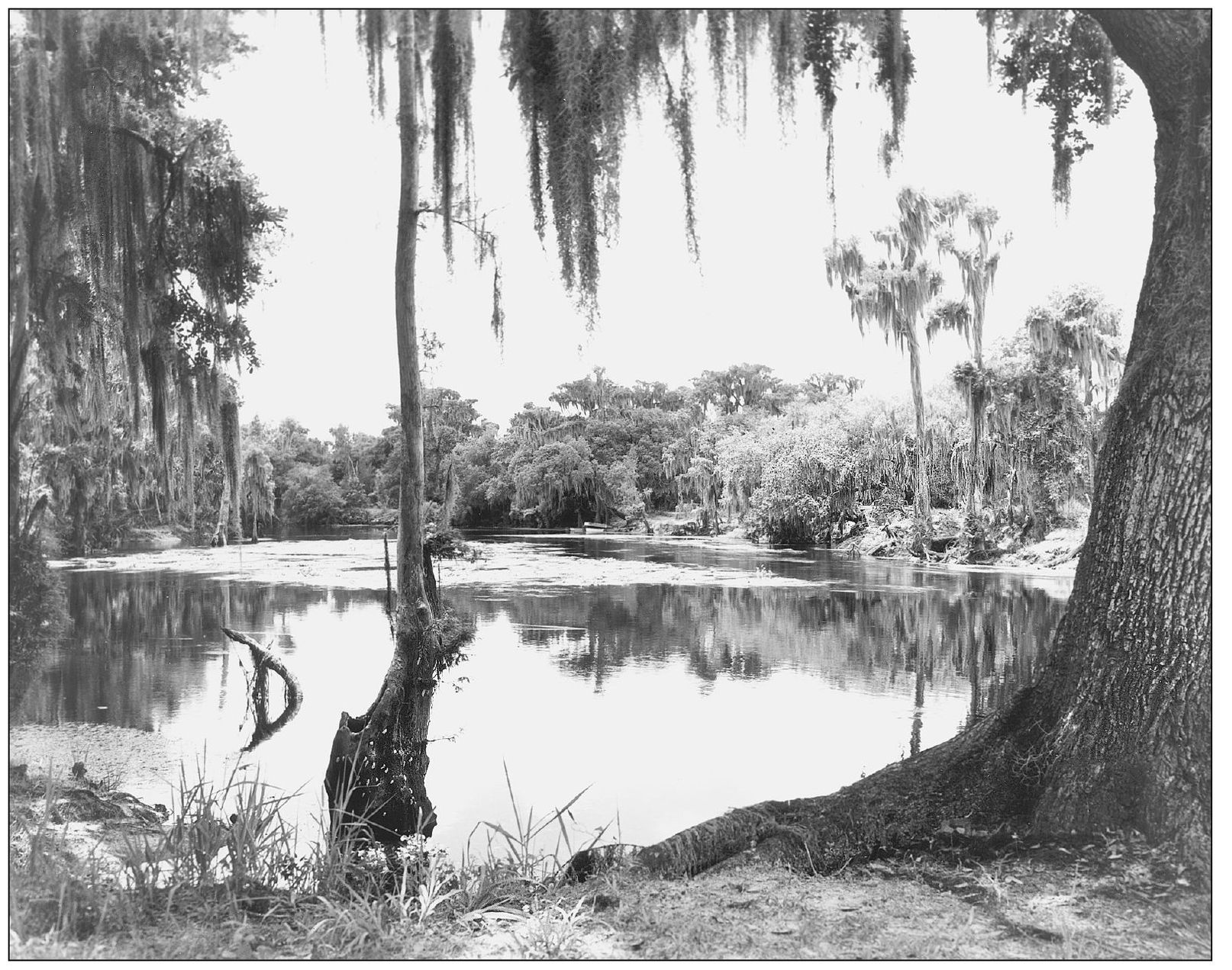 In the late 1700s the Hillsborough River meandered through a rich old-growth - photo 3