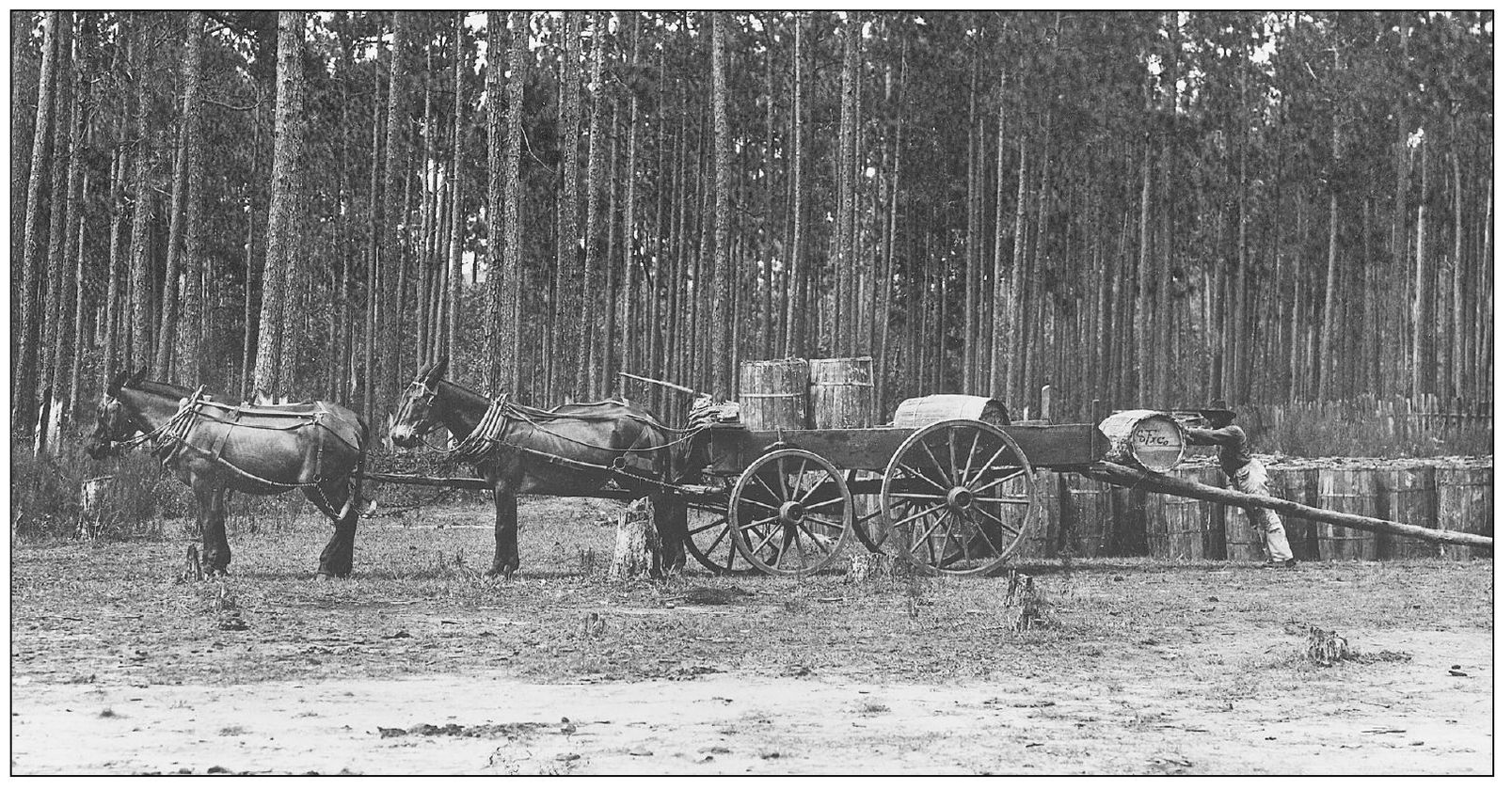 Before 1900 the Temple Terrace area was the location of turpentine camps - photo 10