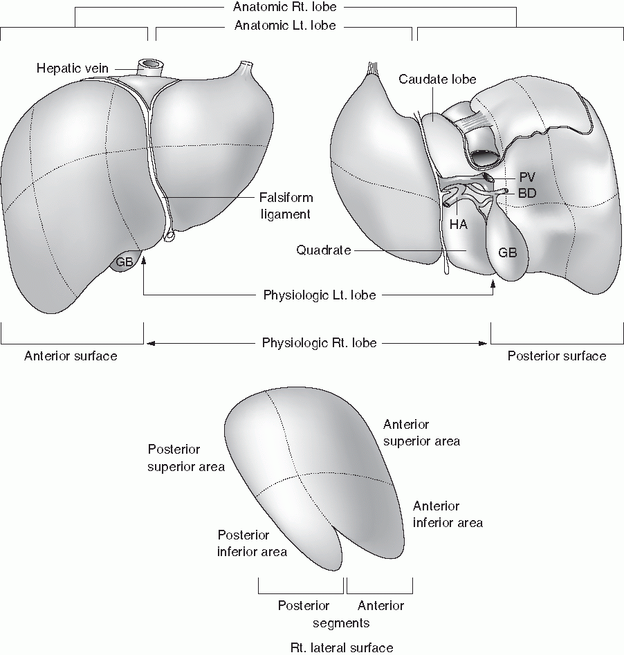 Fig 112 Surfaces segments and lobes of the liver The anatomic left lobe - photo 2