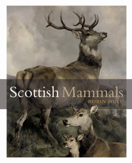 Hull - Scottish Mammals