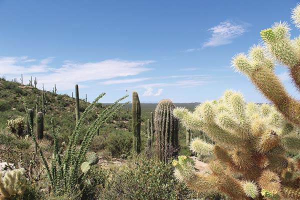 colorful downtown Tucson Reid Park Zoo - photo 3