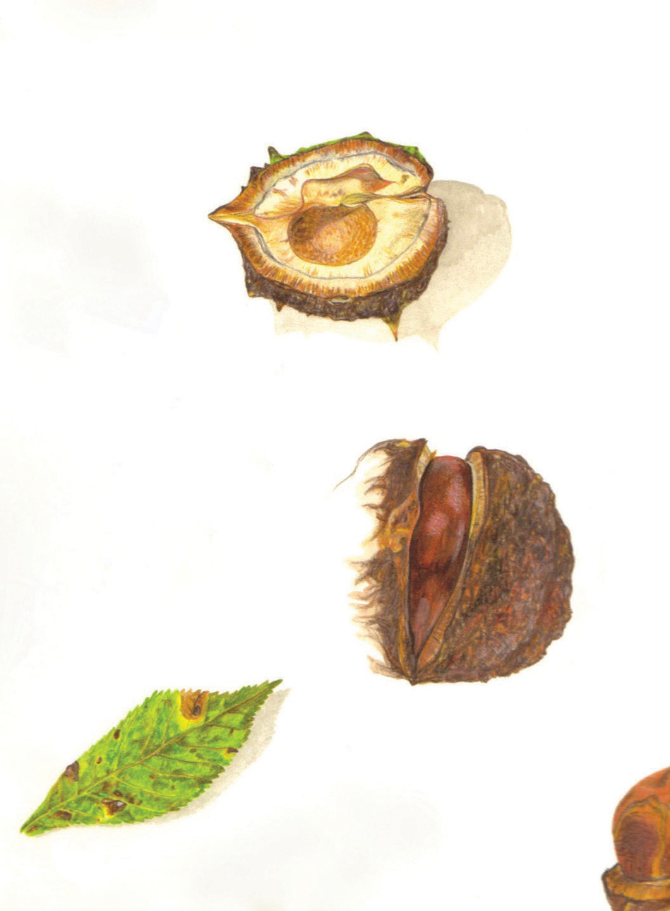 Field trip illustration detail of the Horse Chestnut Aesculus hippocastanum - photo 6